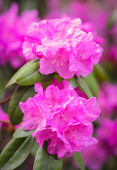 Pink rhododendron blossoms with a beautiful blur. Rhododendron hybridum.