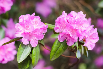Pink rhododendron blossoms with a beautiful blur. Rhododendron hybridum.