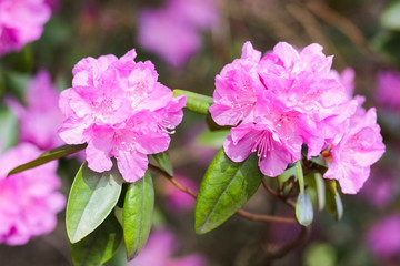 Pink rhododendron blossoms with a beautiful blur. Rhododendron hybridum.