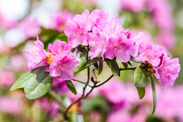 Pink rhododendron blossoms with a beautiful blur. Rhododendron hybridum.