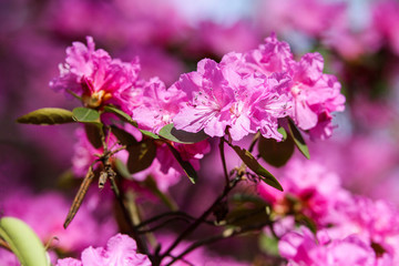 Pink rhododendron blossoms with a beautiful blur. Rhododendron hybridum.
