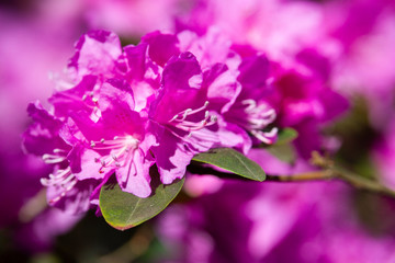 Pink rhododendron blossoms with a beautiful blur. Rhododendron hybridum.