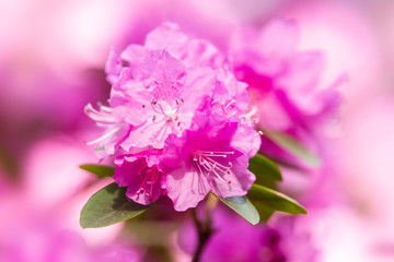 Fototapeta na wymiar Pink rhododendron blossoms with a beautiful blur. Rhododendron hybridum.