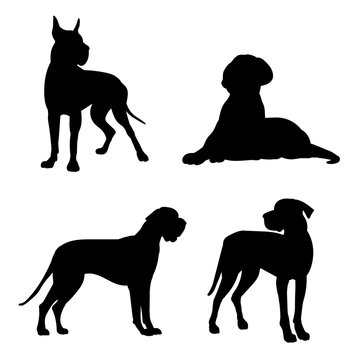 Silhouette of a great Dane. Black silhouette of a dog mastiff, set of illustrations on