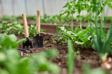 Gardeners hands planting and picking vegetable from backyard garden. soil for seedling.
