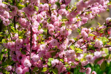 Selective soft focus. Blooming beautiful flower pink Prunus triloba on blurred background.