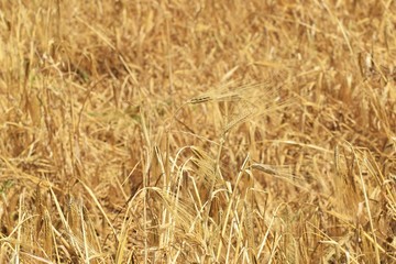 Wheat field. Background of ripening ears of wheat