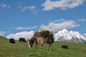 Obraz premium Yak in himalaya mounatains
