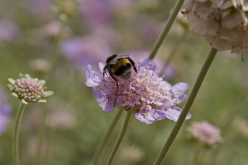 A bumblebee flying around purple flower
