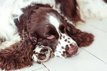 Dog breed English Springer Spaniel is lying down on the floor and waiting for his family, the owner...