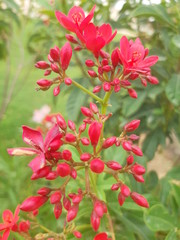 Peregrina  red color flower (spicy jatropha)