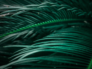Spiky green leaves