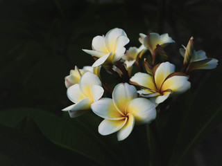 Fototapeta na wymiar White plumeria flowers