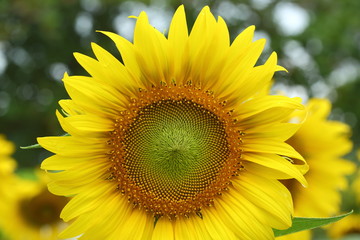 Obraz premium sunflower blooming in nature garden