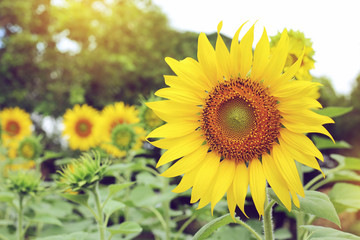 beautiful spring flower, sunflower blossom blooming in garden
