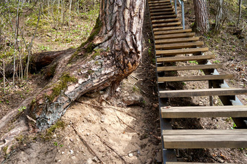 Tree growing near the stairs in the forest
