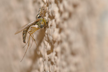 Zebraspringspinne (Salticus scenicus)  hat eine kleine Schnake erbeutet