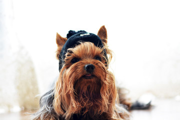 Dog puppy close-up on a postcard, Yorkshire terrier lies on a wooden floor in a black hat, portrait with place for text