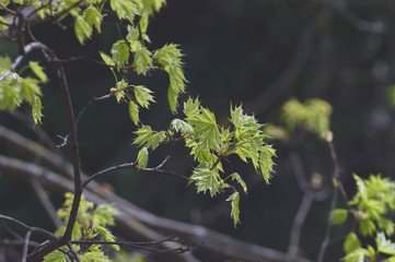 Spring tree branches with leaves