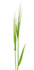 Two green ears of barley isolated on a white background