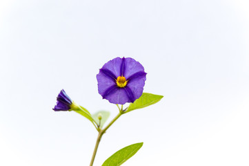 isolated flower of Paraguay nightshade lycianthes rantonnetii