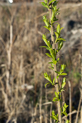 close up of a green plant