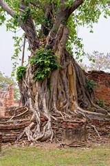 View of a magnificent old fig tree in Ayutthaya