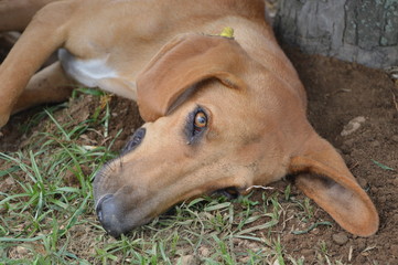 beagle dog lying on the grass