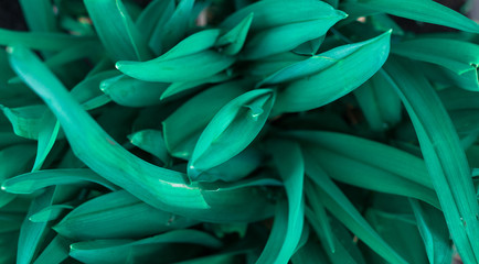 Obraz na płótnie Canvas Emerald leaves of plant, background