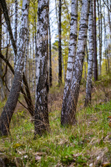
Trunks of white birches in the spring forest