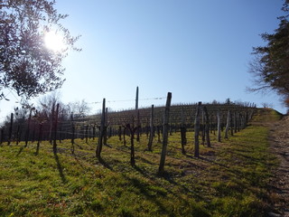 Fototapeta na wymiar Vineyards in Slovenia
