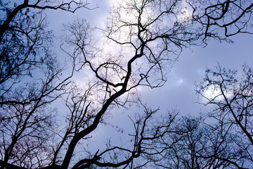 gothic dry trees against a dark sky