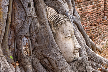 Fototapeta na wymiar Large stone Buddha head in fig tree roots - Ayutthaya City