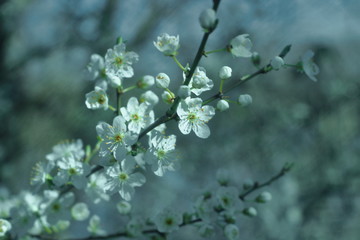 Wei&szlig;e Bl&uuml;ten