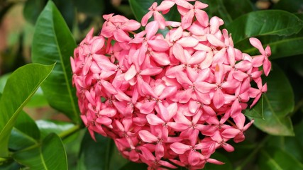 pin color beautiful Ixora  flower ,West Indian Jasmine
