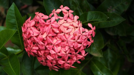 pink color beautiful Ixora  flower ,West Indian Jasmine