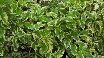 beautiful  bunch of  green and white leafs 