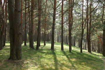 Obraz premium The sun shines through the tall tree trunks in a green forest clearing, a beautiful spring forest landscape in Park
