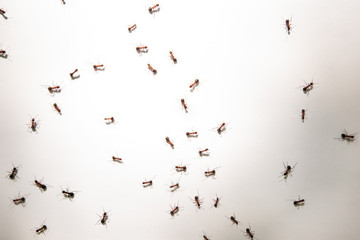 ant on white paper