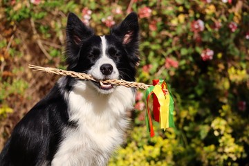A photo of black and white Border collie with colorful whipping stick with blurred flowered background during Easter