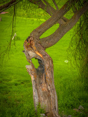 squirrel in tree