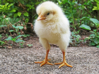 little chicken in the grass