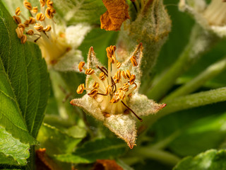 Makroaufnahme einer Apfelblüte ohne Blütenblätter