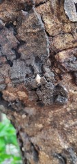 Baby snail on branch of tree