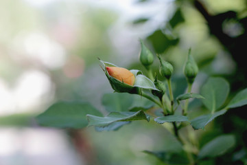 Purple roses planted in the open ground
