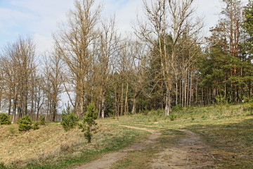 Beautiful dry rural road on the forest edge with bare trees at spring Sunny day, natural landscape