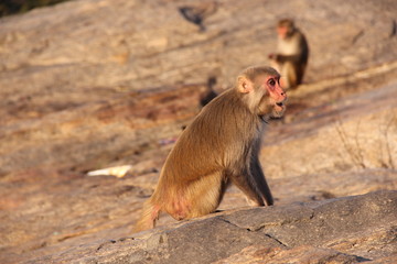 A monkey is sitting on the top of a hill at hundru waterfalls Ranchi in India