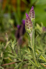 Zwei senkrechte Salbeiknospen vor unscharfem Hintergrund