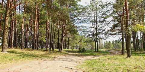 Sandy country road on the edge of a pine forest on a spring Sunny day, natural landscape, panoramic...