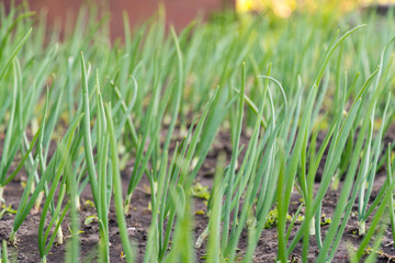 Onion plantation in the vegetable garden. green onions growing in the garden. close-up of onion plantation after the watering.